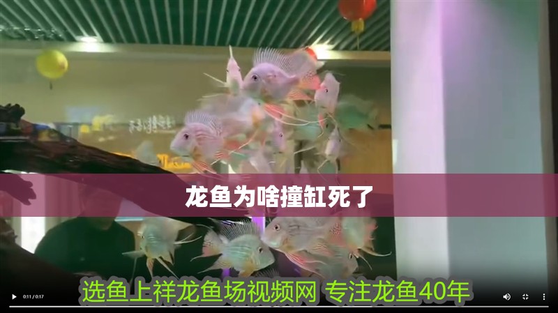 龍魚為啥撞缸死了 龍魚為啥撞缸死了 龍魚百科