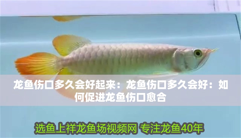 龍魚傷口多久會好起來：龍魚傷口多久會好：如何促進龍魚傷口愈合