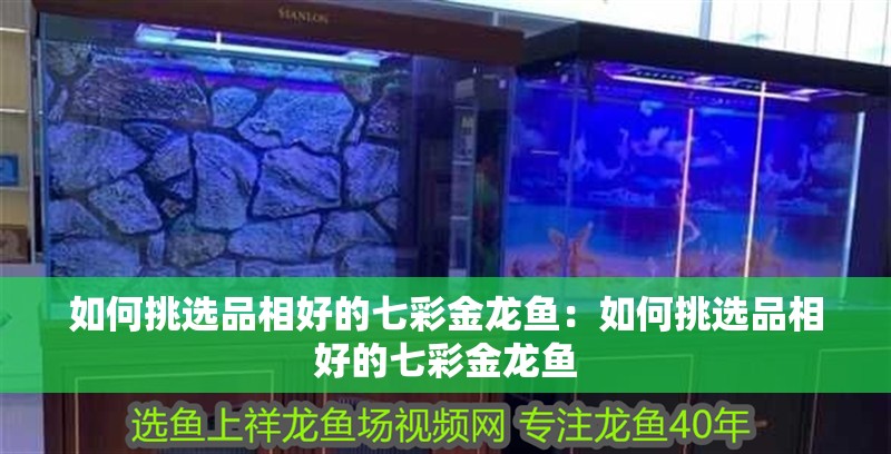 如何挑選品相好的七彩金龍魚：如何挑選品相好的七彩金龍魚