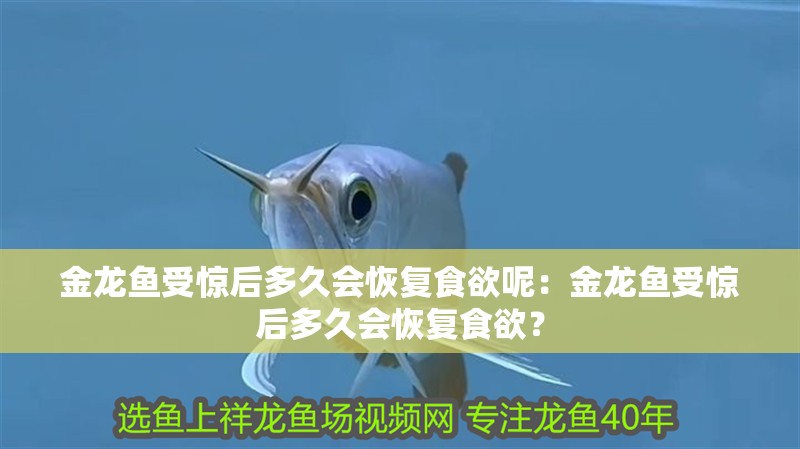 金龍魚受驚后多久會恢復食欲呢：金龍魚受驚后多久會恢復食欲？