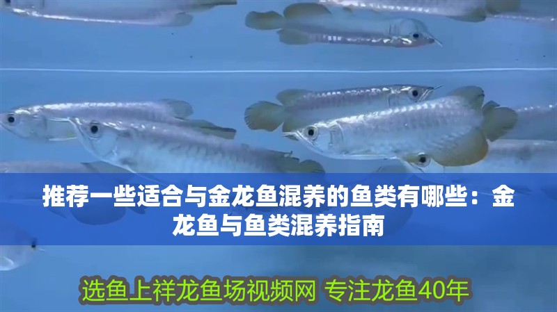 推薦一些適合與金龍魚混養的魚類有哪些：金龍魚與魚類混養指南