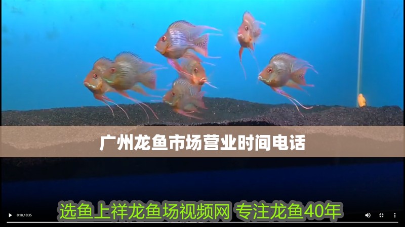 廣州龍魚市場營業(yè)時間電話 廣州龍魚市場營業(yè)時間電話 龍魚百科