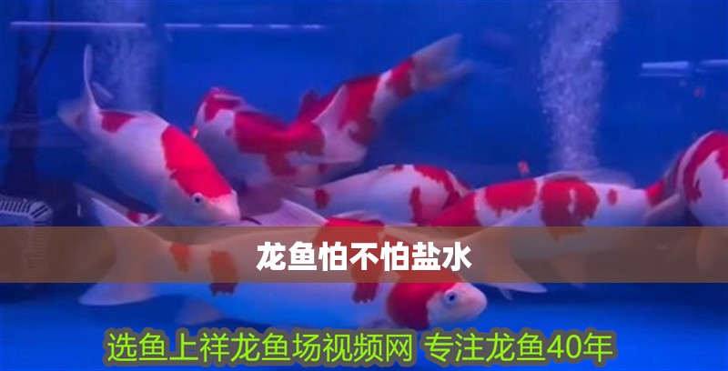龍魚怕不怕鹽水