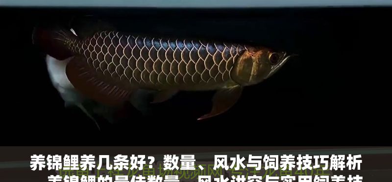 養(yǎng)錦鯉養(yǎng)幾條好？數(shù)量、風(fēng)水與飼養(yǎng)技巧解析，養(yǎng)錦鯉的最佳數(shù)量，風(fēng)水講究與實(shí)用飼養(yǎng)技巧全解析