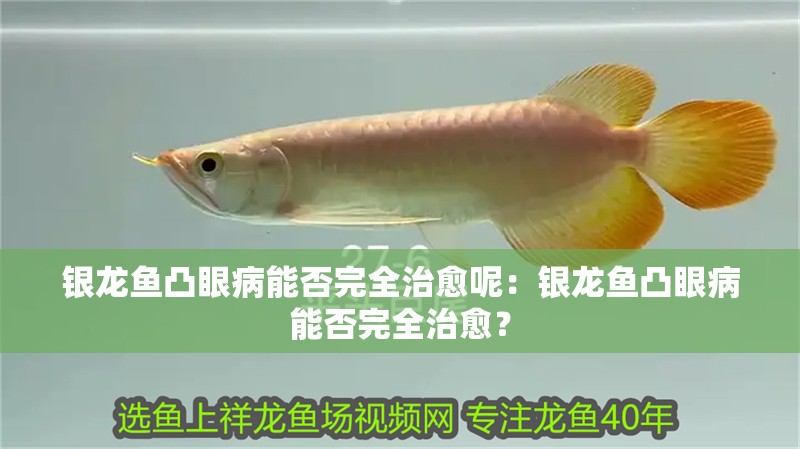 銀龍魚凸眼病能否完全治愈呢：銀龍魚凸眼病能否完全治愈？