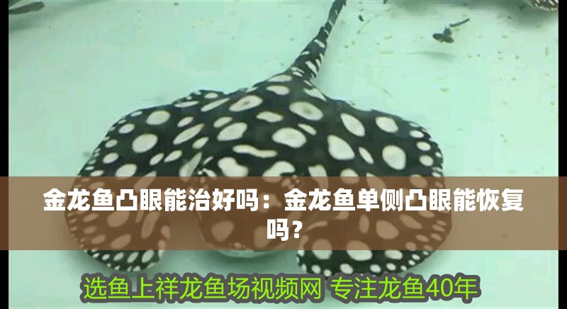 金龍魚凸眼能治好嗎：金龍魚單側(cè)凸眼能恢復(fù)嗎？