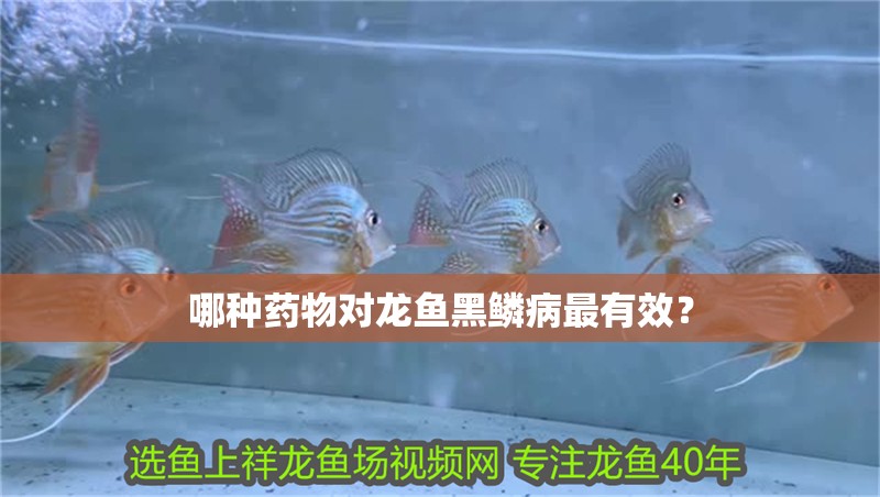哪種藥物對龍魚黑鱗病最有效？