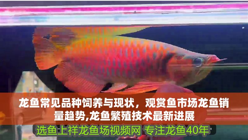 龍魚(yú)常見(jiàn)品種飼養(yǎng)與現(xiàn)狀，觀賞魚(yú)市場(chǎng)龍魚(yú)銷量趨勢(shì),龍魚(yú)繁殖技術(shù)最新進(jìn)展