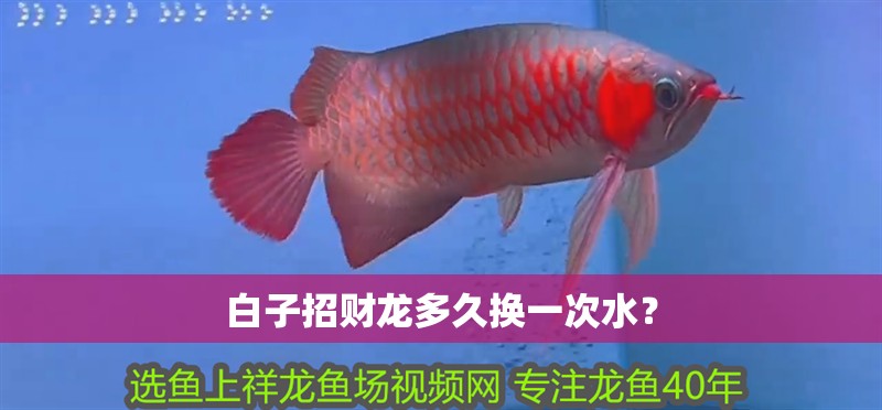 白子招財龍多久換一次水？