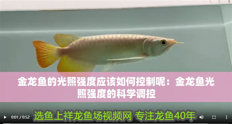 金龍魚的光照強(qiáng)度應(yīng)該如何控制呢：金龍魚光照強(qiáng)度的科學(xué)調(diào)控