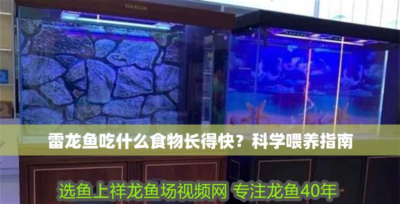 雷龍魚吃什么食物長得快？科學(xué)喂養(yǎng)指南