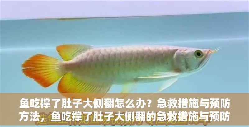 魚吃撐了肚子大側翻怎么辦？急救措施與預防方法，魚吃撐了肚子大側翻的急救措施與預防方法