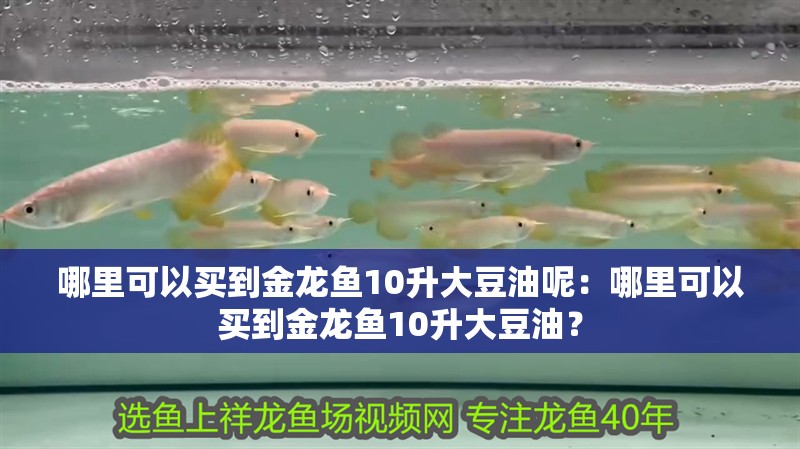 鯉魚的營養價值及功效