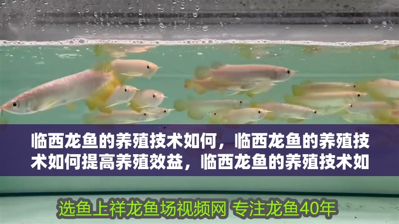 詳細閱讀:臨西龍魚的養殖技術如何,臨西龍魚的養殖技術如何提高養殖效益,臨西龍魚的養殖技術如何 臨西龍魚的養殖技術如何,臨西龍魚的養殖技術如何提高養殖效益,臨西龍魚的養殖技術如何