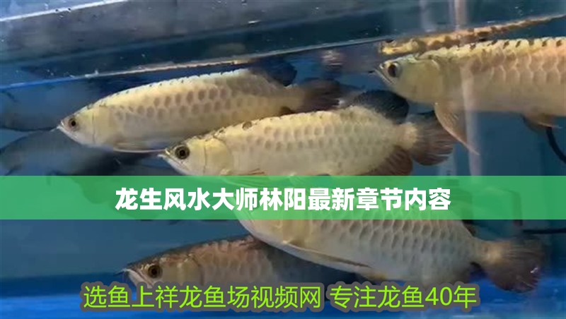 龍生風水大師林陽最新章節內容