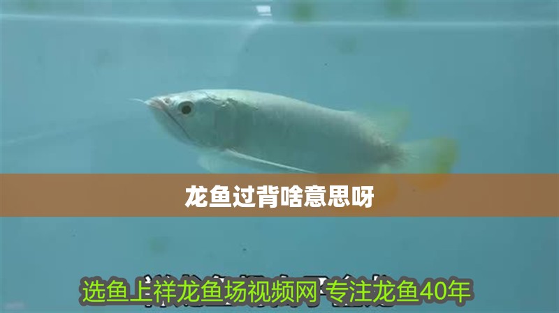 龍魚過背啥意思呀