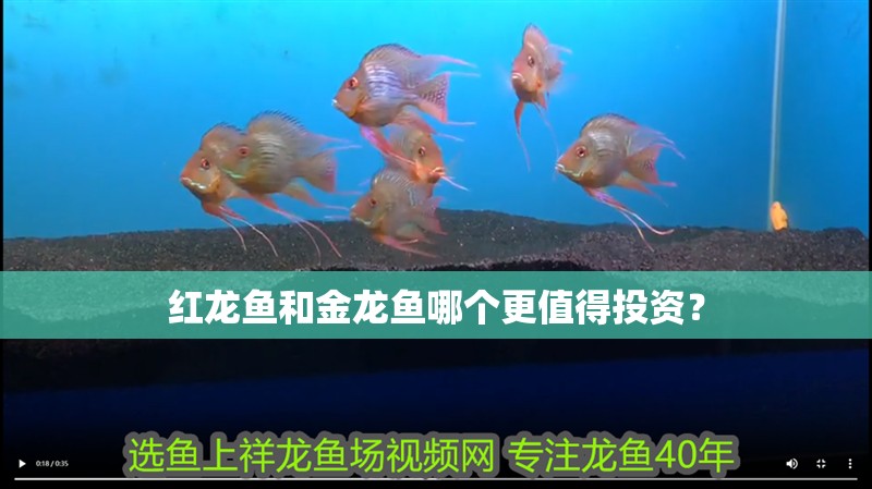 紅龍魚和金龍魚哪個更值得投資？