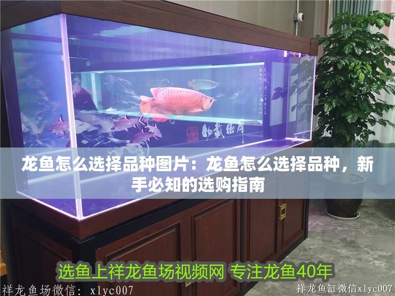 龍魚怎么選擇品種圖片：龍魚怎么選擇品種，新手必知的選購指南