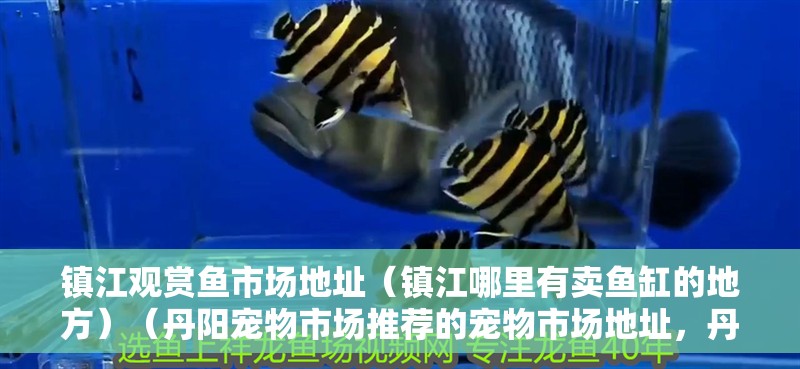 鎮(zhèn)江觀賞魚市場地址（鎮(zhèn)江哪里有賣魚缸的地方）（丹陽寵物市場推薦的寵物市場地址，丹陽寵物市場推薦）