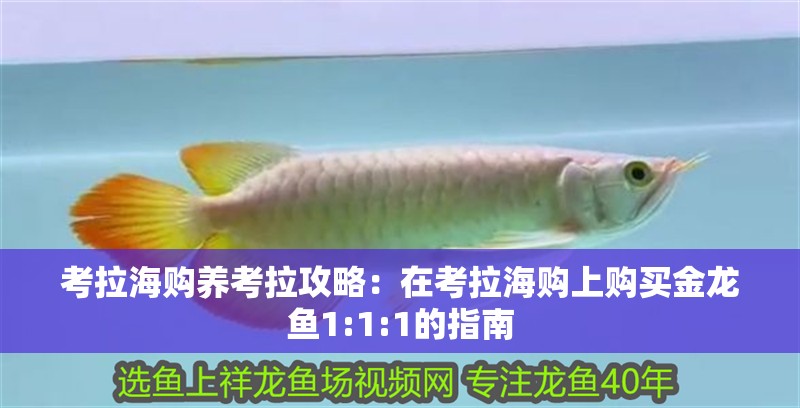 考拉海購養考拉攻略：在考拉海購上購買金龍魚1:1:1的指南