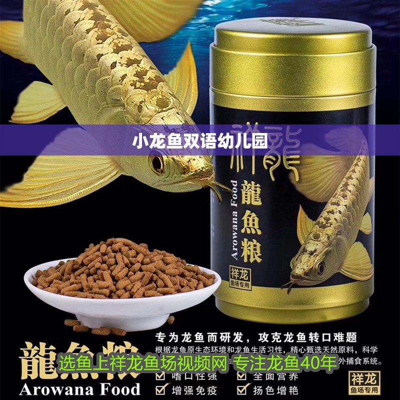 小龍魚雙語幼兒園 小龍魚雙語幼兒園 龍魚百科