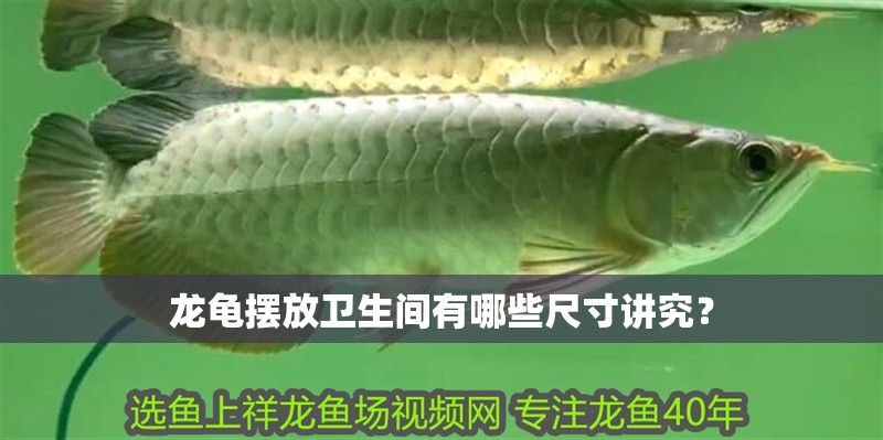 龍龜擺放衛生間有哪些尺寸講究？ 龍龜擺放衛生間有哪些尺寸講究？ 龍魚百科