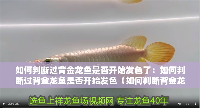 如何判斷過背金龍魚是否開始發色了：如何判斷過背金龍魚是否開始發色（如何判斷背金龍魚是否開始發色）