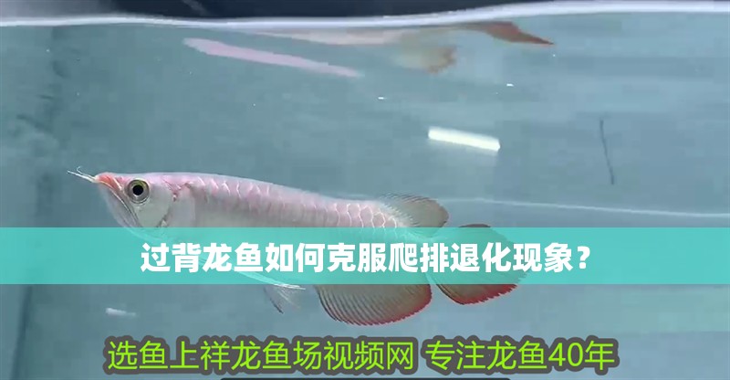 過背龍魚如何克服爬排退化現象？