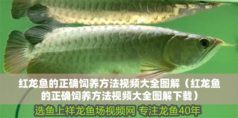 紅龍魚的正確飼養方法視頻大全圖解（紅龍魚的正確飼養方法視頻大全圖解下載）