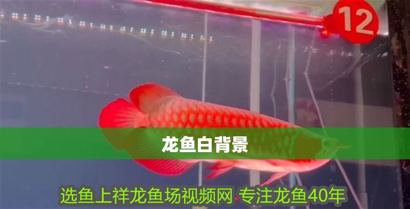 龍魚白背景