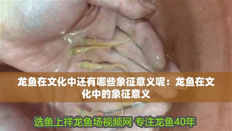 龍魚在文化中還有哪些象征意義呢：龍魚在文化中的象征意義