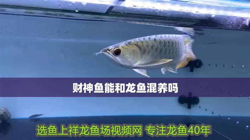 財神魚能和龍魚混養(yǎng)嗎