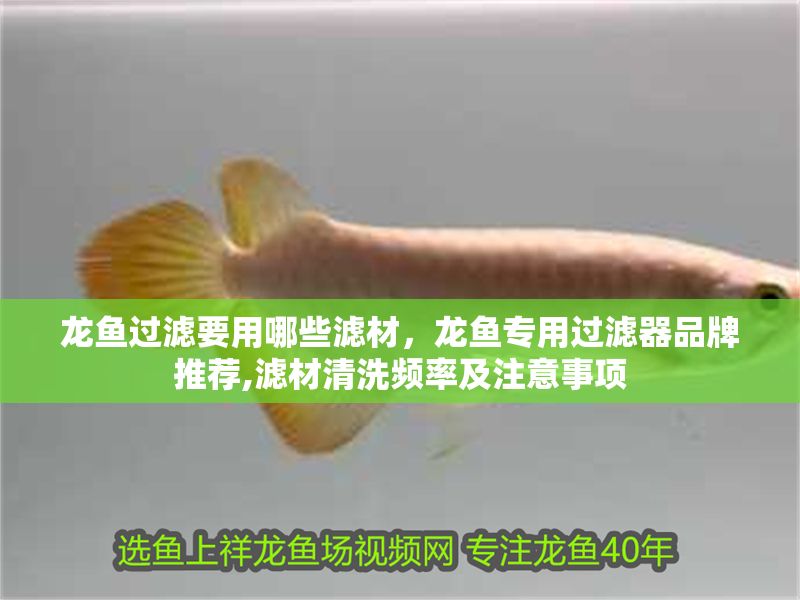龍魚過濾要用哪些濾材，龍魚專用過濾器品牌推薦,濾材清洗頻率及注意事項