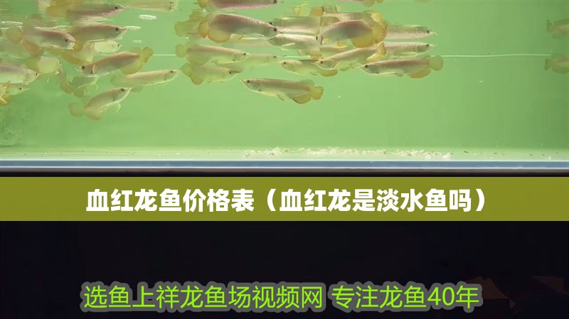血紅龍魚價格表（血紅龍是淡水魚嗎）