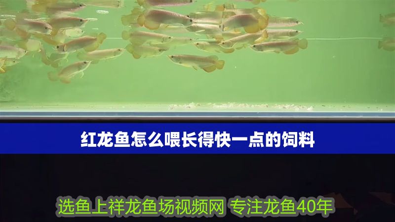 紅龍魚(yú)怎么喂長(zhǎng)得快一點(diǎn)的飼料