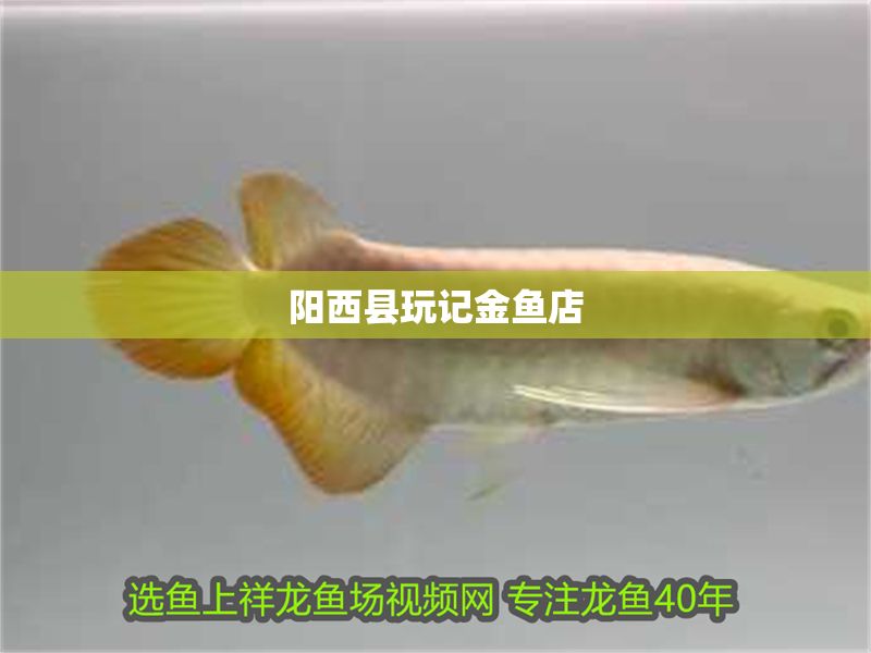 陽西縣玩記金魚店