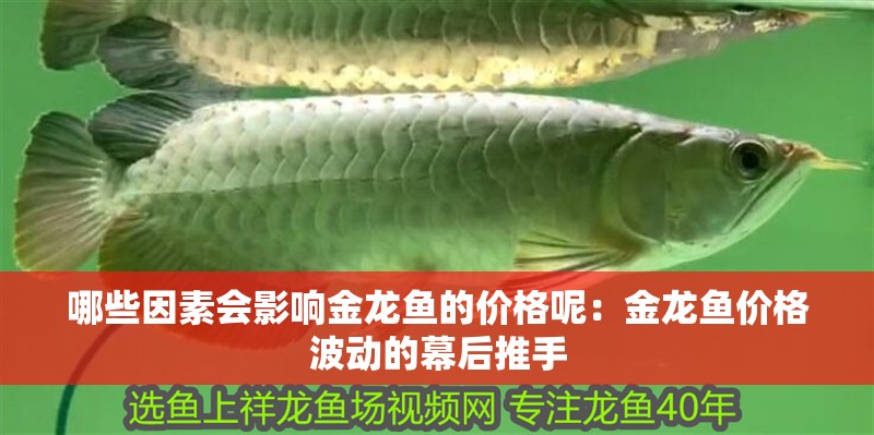 哪些因素會影響金龍魚的價格呢：金龍魚價格波動的幕后推手