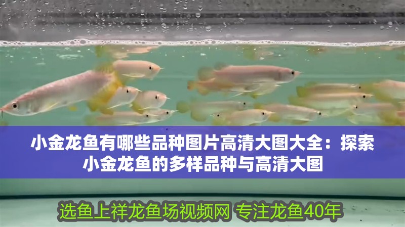 小金龍魚有哪些品種圖片高清大圖大全：探索小金龍魚的多樣品種與高清大圖