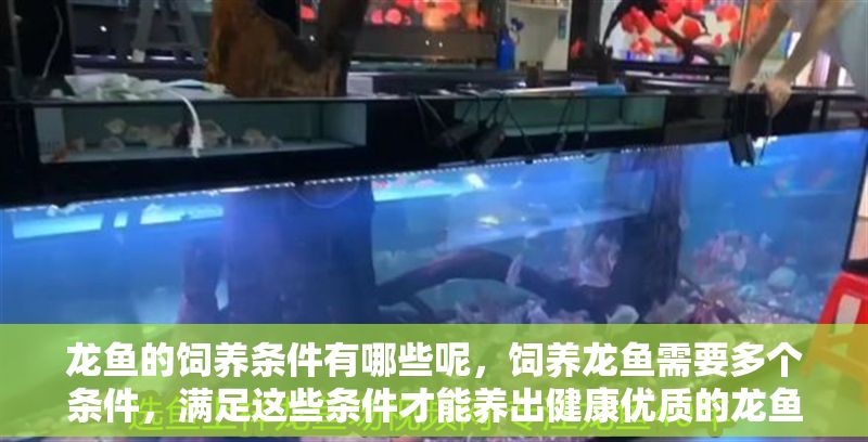 龍魚的飼養條件有哪些呢，飼養龍魚需要多個條件，滿足這些條件才能養出健康優質的龍魚