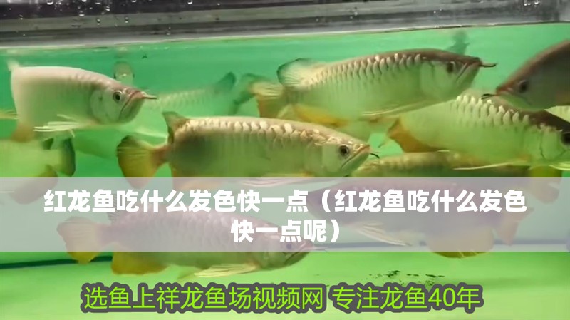 紅龍魚吃什么發色快一點（紅龍魚吃什么發色快一點呢）