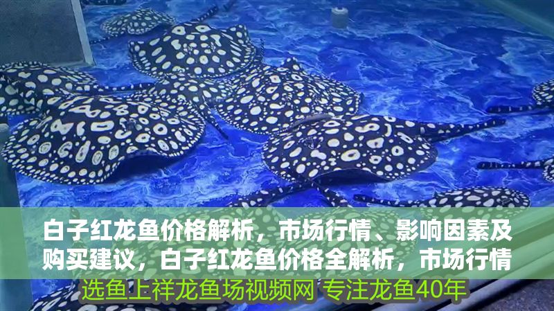 白子紅龍魚價格解析，市場行情、影響因素及購買建議，白子紅龍魚價格全解析，市場行情、影響因素與選購指南