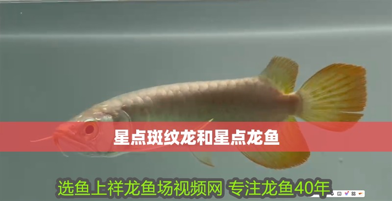 星點斑紋龍和星點龍魚