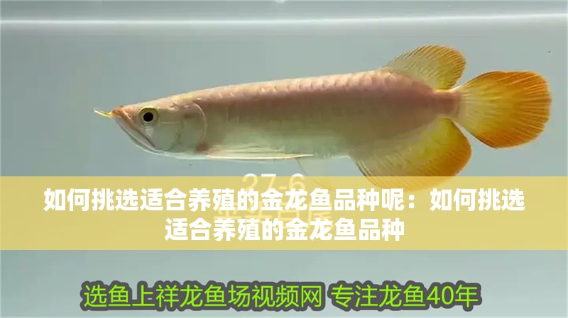如何挑選適合養(yǎng)殖的金龍魚品種呢：如何挑選適合養(yǎng)殖的金龍魚品種