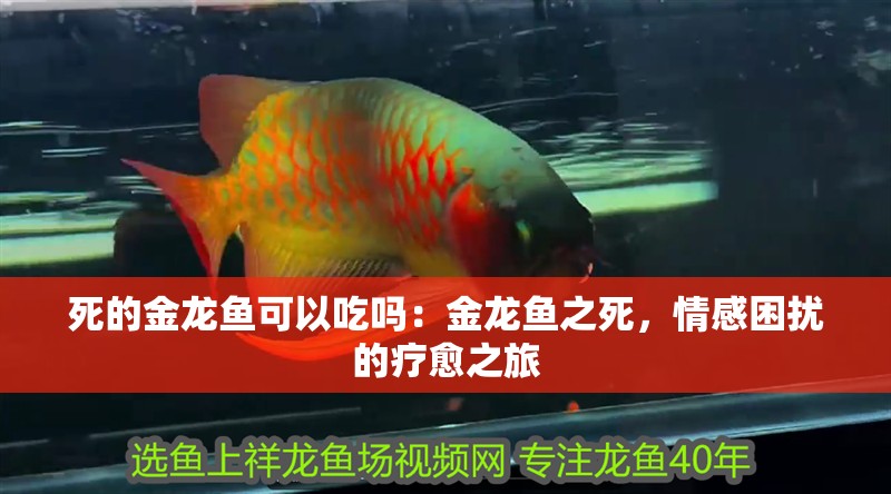 死的金龍魚可以吃嗎：金龍魚之死，情感困擾的療愈之旅
