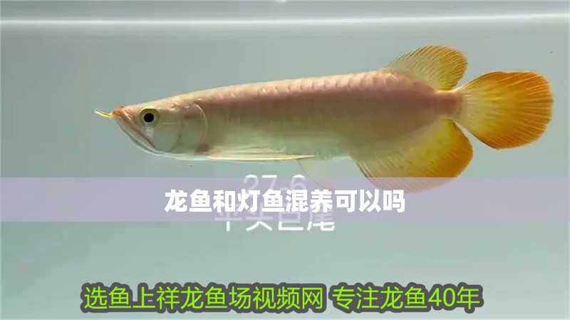 龍魚和燈魚混養(yǎng)可以嗎 龍魚和燈魚混養(yǎng)可以嗎 龍魚百科