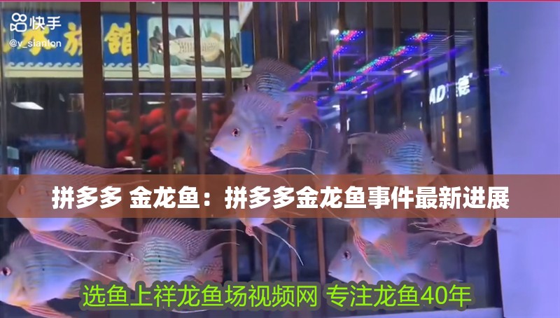 拼多多 金龍魚：拼多多金龍魚事件最新進展