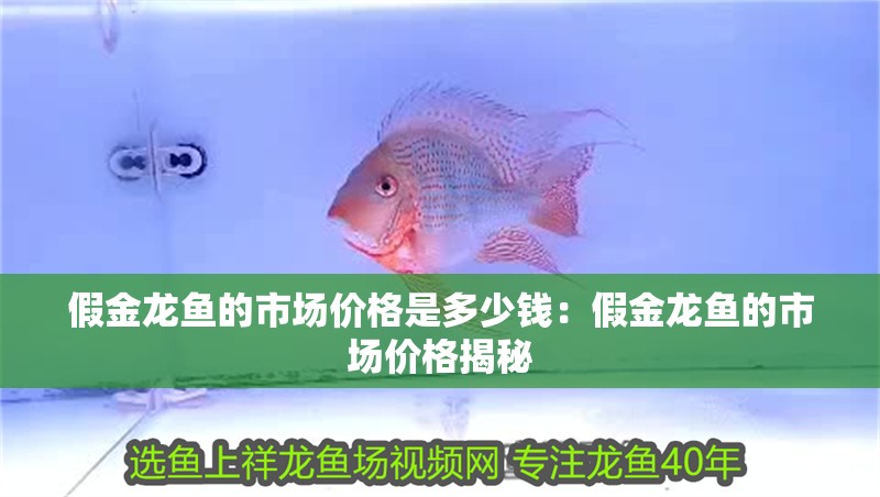 假金龍魚的市場價格是多少錢：假金龍魚的市場價格揭秘