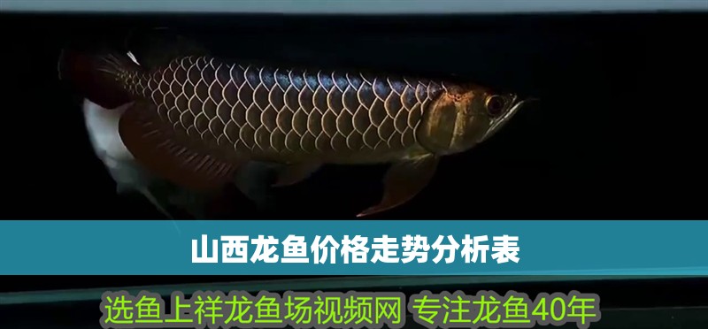 山西龍魚價格走勢分析表