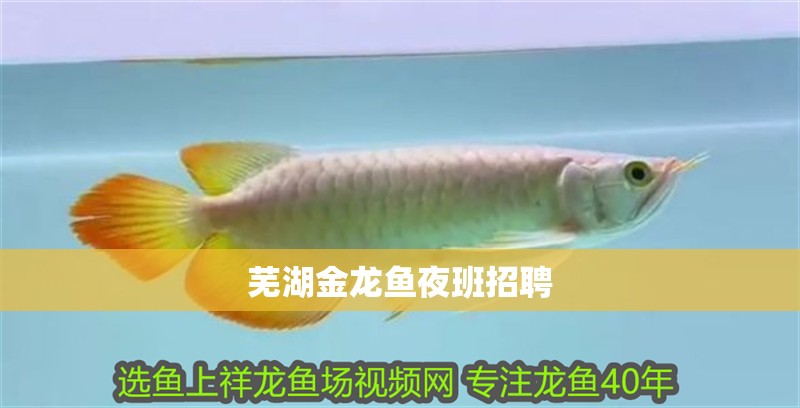 蕪湖金龍魚夜班招聘