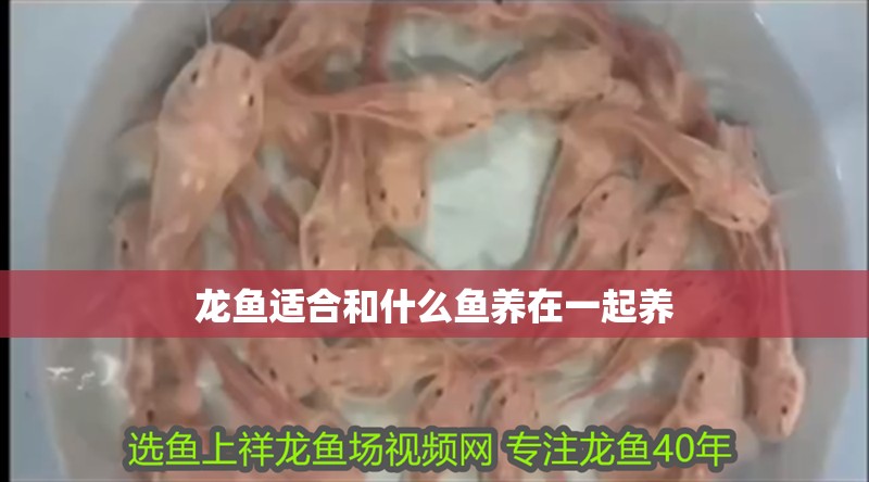 龍魚適合和什么魚養在一起養 龍魚適合和什么魚養在一起養 龍魚百科